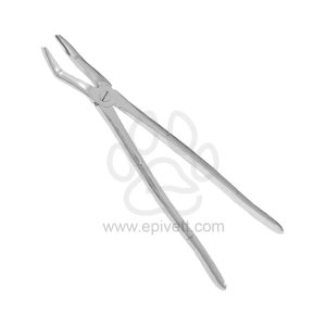 Large Wolf Forceps, Equine and Veterinary Dental Instruments, Dentistry Tools - Image 1