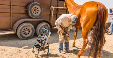 Mastering Hoof care with EPISURG farrier tools