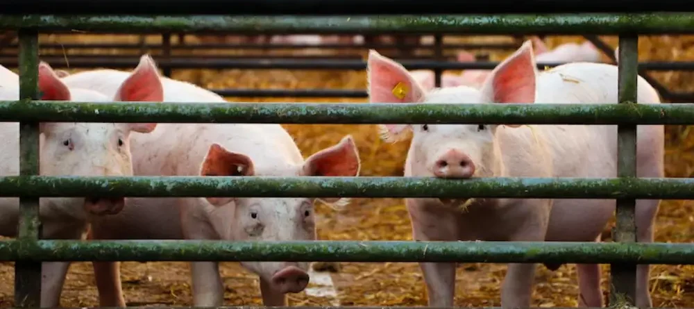 Pig Livestock Management Solutions