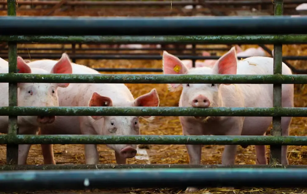 Pig Livestock Management Solutions