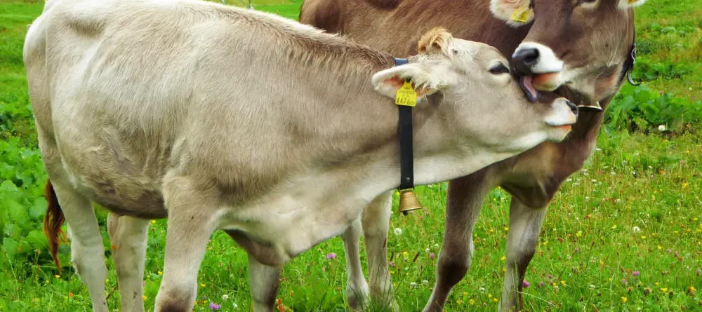 Cattle farming husbandry tools