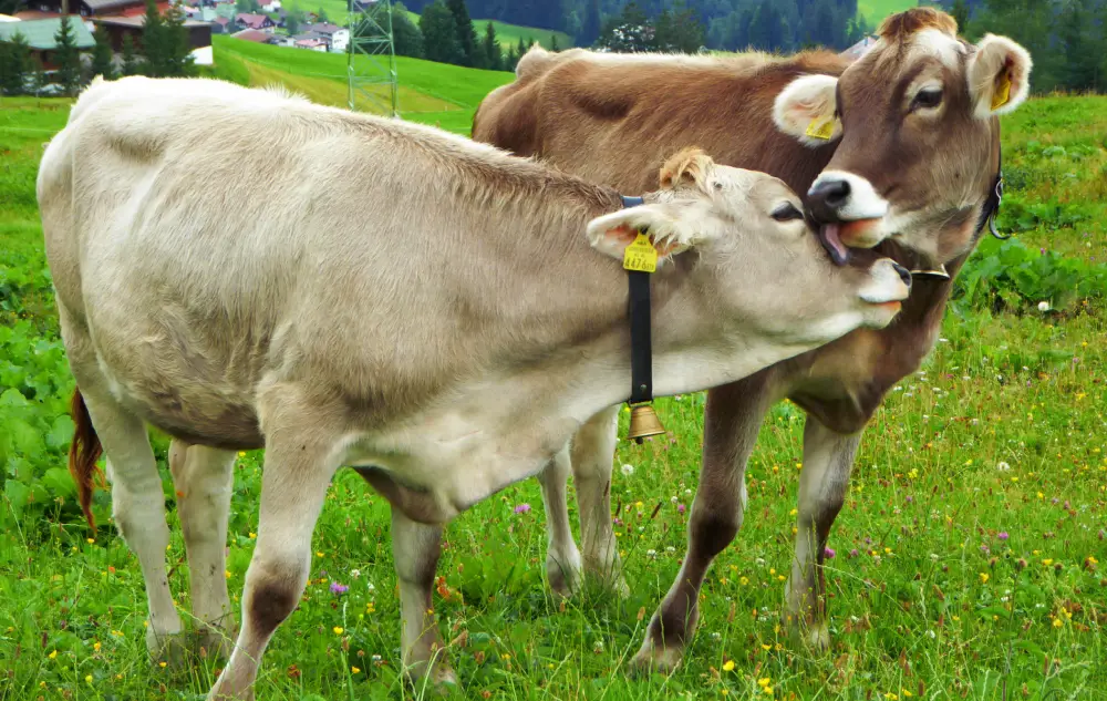 Cattle farming husbandry tools