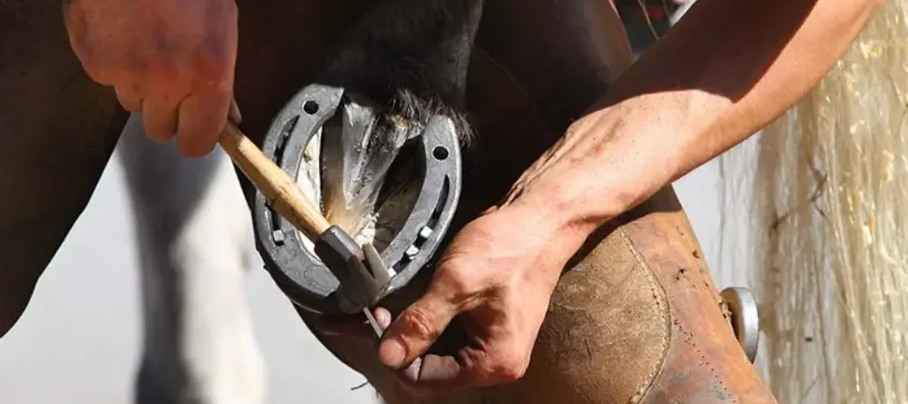 Mastering Farrier Techniques: Best Practices for Professional Farriers