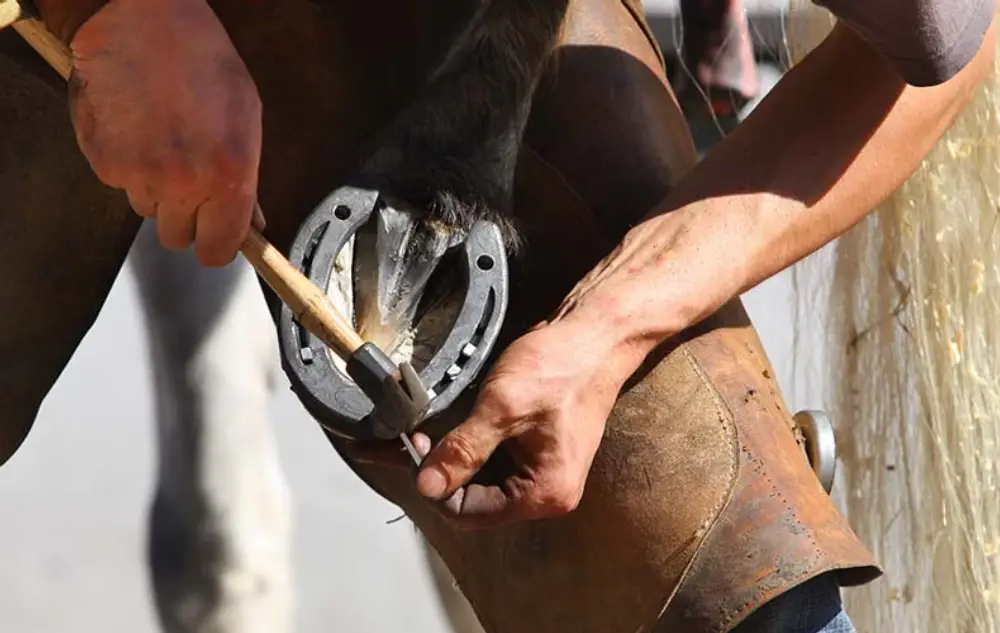 Mastering Farrier Techniques: Best Practices for Professional Farriers